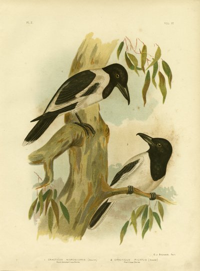 Black-Throated Crow-Shrike, 1891 by Gracius Broinowski
